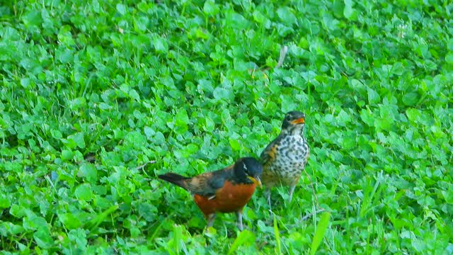 Mother Robin Feeding her baby