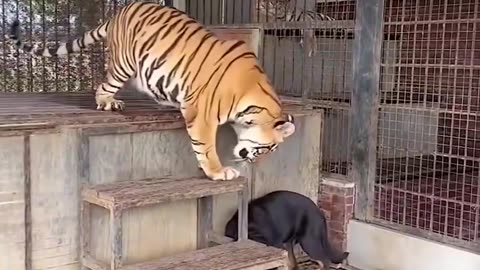 Friendship Between Tiger And Dog #shorts #shortsvideo #video #viral