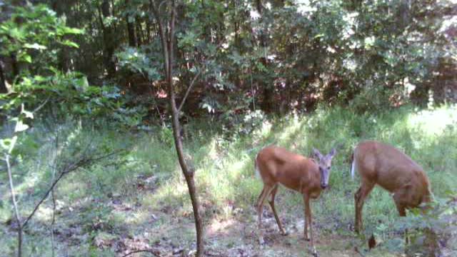 Does feeding in the woods in summer coats