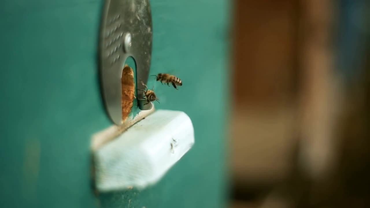 Entrance to the hive, hole. The bees fly in with nectar and pollen, land and fly away into the field