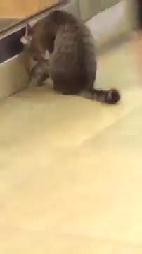 The cat escapes from the volatile