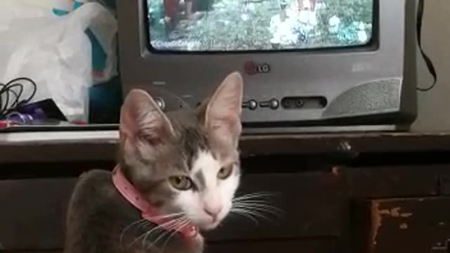 Cat watching TV does not want to be interrupted