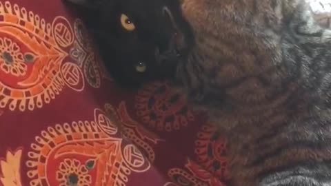 Grey cat holds neck of and licks face of black cat