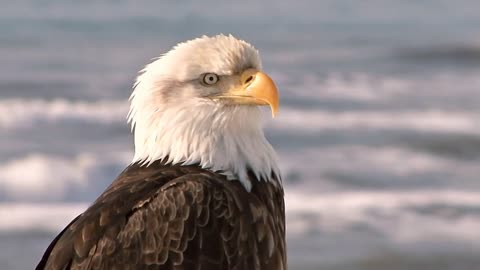 Close Up of Bald Eagle with Sea