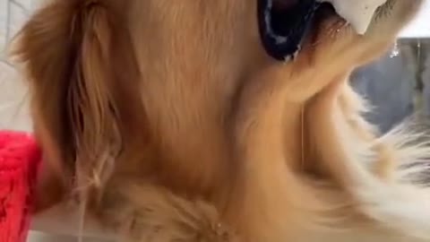 Dog tuthebresh funny video|| best dog funny video