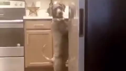 Dog Walks Off