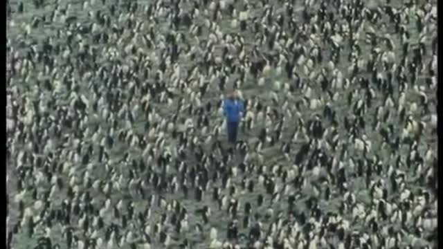 The Life of Macaroni Penguins | Attenborough: Life in the Freezer | BBC Earth