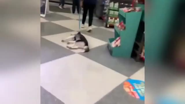 Funny cats and dogs video.