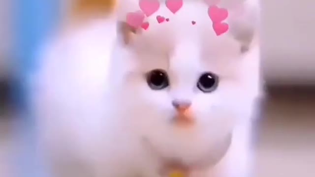 Cat video viral Cat's cat how are cat's video viral video cat