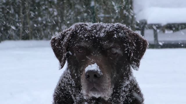 How hard the dog stands in the snow?