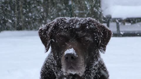 How hard the dog stands in the snow?