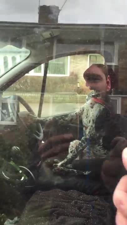 Dog Honks In a Work Van