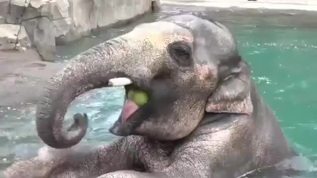 Giving some water melons for elephants in river shower