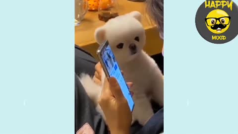 🥺 Cute doggos 🐶 compilation 🐾