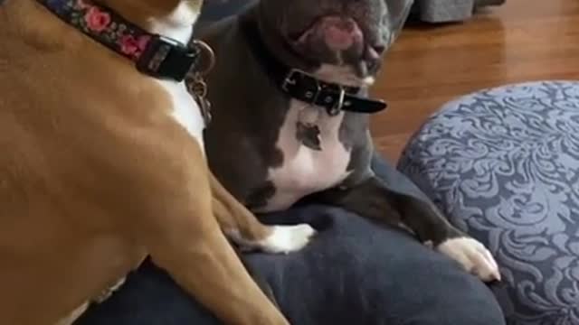 Funny Dogs Reaction