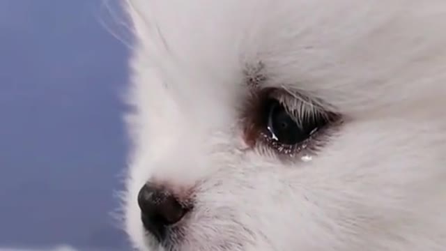 Cute kitty crying !!