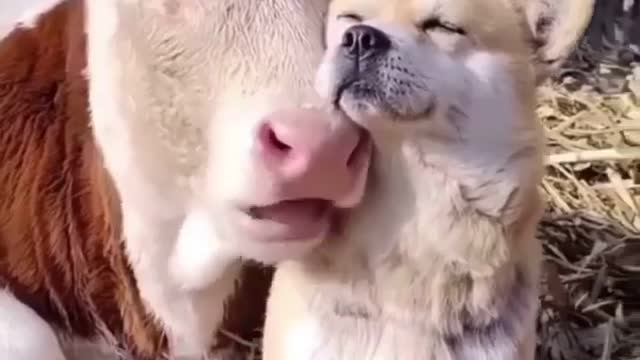 Cow and Puppy are best friends