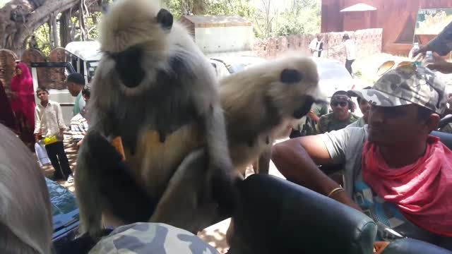 Slapped by a langoor monkey