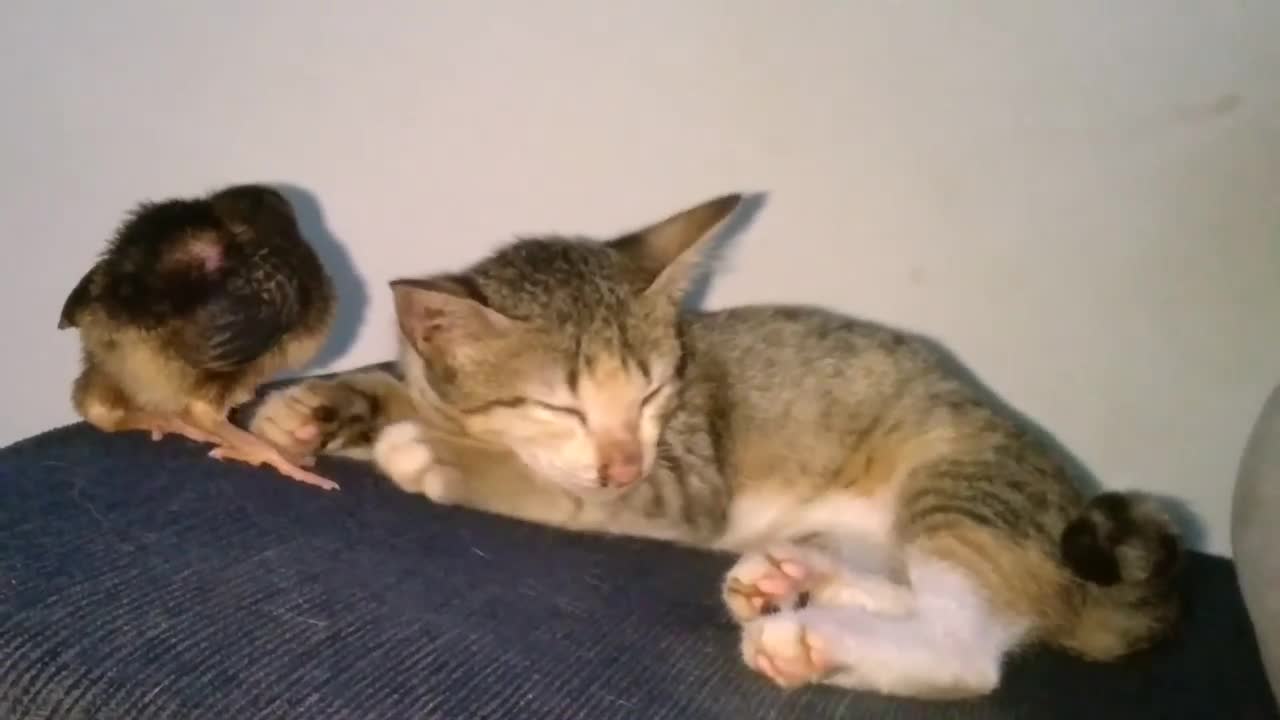 chicken tries to disturb sleeping cat