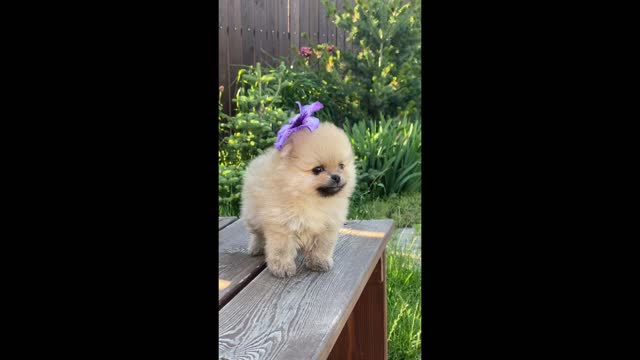 cute funny Dog on table