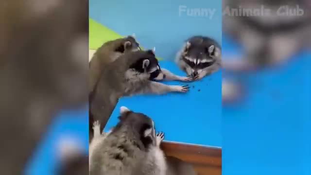 Funny Animal Videos 2022 😂 - Cats And Dogs