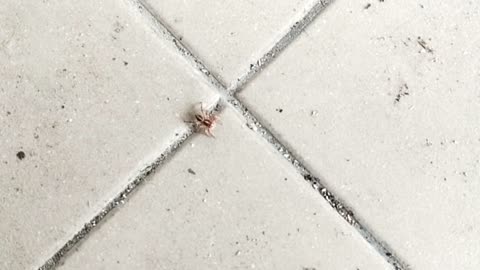 Just a little spider on the dirty floor