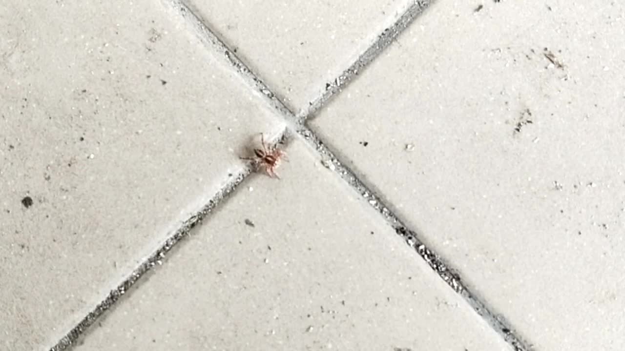 Just a little spider on the dirty floor