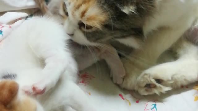 Sofi Kitten Likes Mummy Cleaning