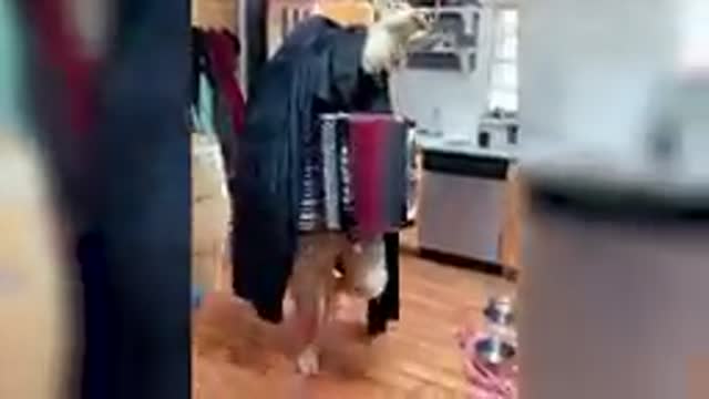 Funny animal videos 2022 best dogs and cats videos #2