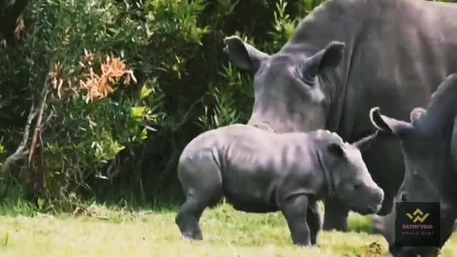 Cute animals baby video satisfying World best