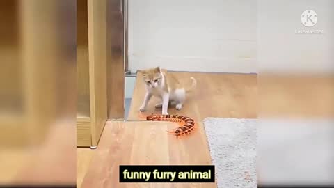 Funny animal video