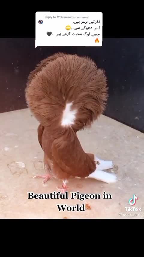 Beautiful pigeon 🐦 in the world 🌎