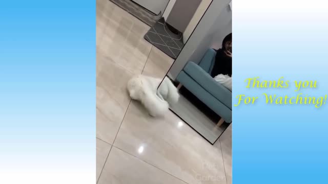Funny and Cute Cat's Fail Moments