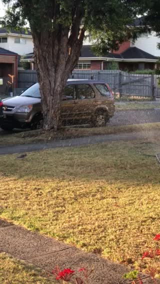 Bird love shower in summer