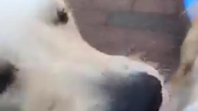 daddy activate snaggle tooth spot