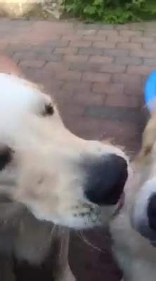 daddy activate snaggle tooth spot