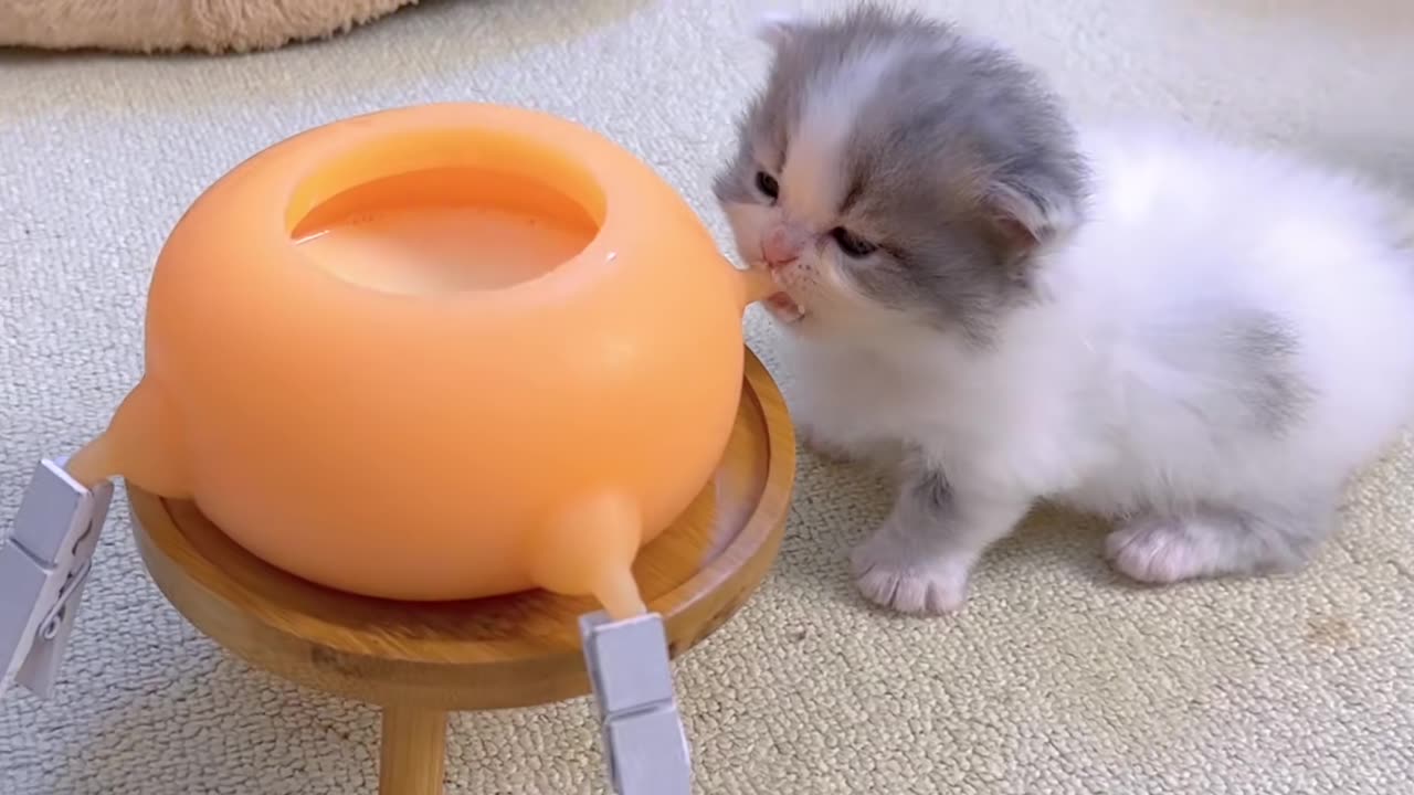 The kitten is drinking milk. How cute!