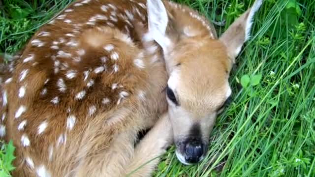 Newborn Fawn Meets Golden Retrieverhttps://cdnflair.com/preview.php?id=5502716