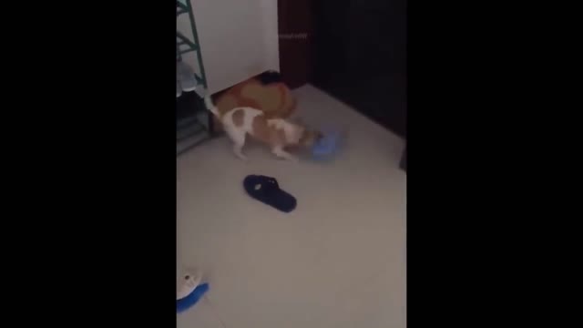 Funny Dogs And Cats Moments | Cute cats funny activities | Cute dogs