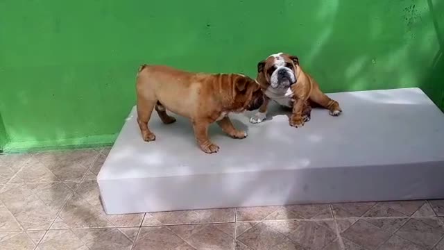 BULLDOGS - BROTHERS IN LOVE