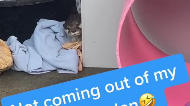 Cozyotter#cozy#otter#cuteanimals#wholesome#cute#animallover