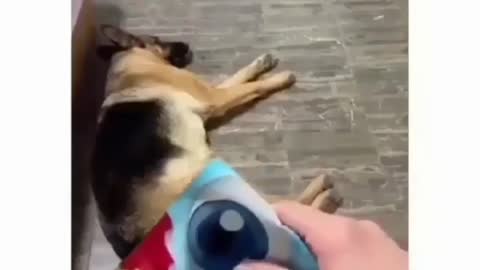Dog reactions on packet sound