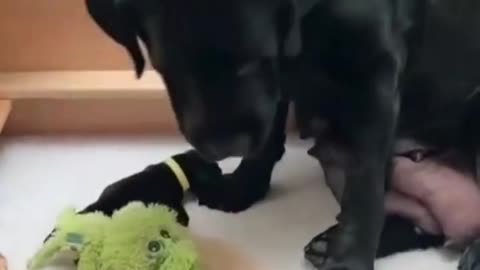 Good mom dog | cute dogs