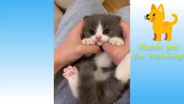 This is the best CAT video in rumble/small cat beautiful and lovly moment