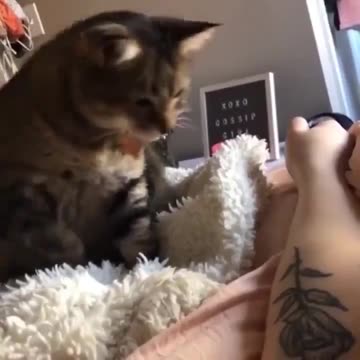 The cat's reaction to seeing its owner's new tattoo for the first time.