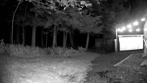 Cannn_____u________spot_______the______trees and trees