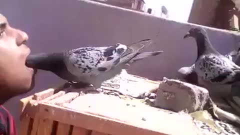 Nice video feed water to pigeon