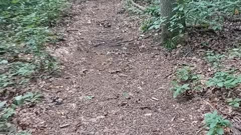 On a trail in the woods