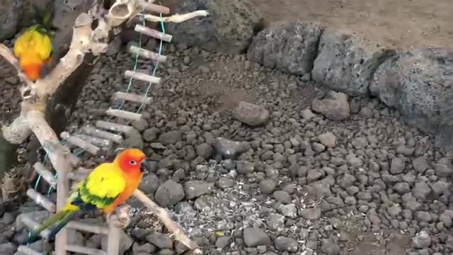 Eating parrot in Jeju Island