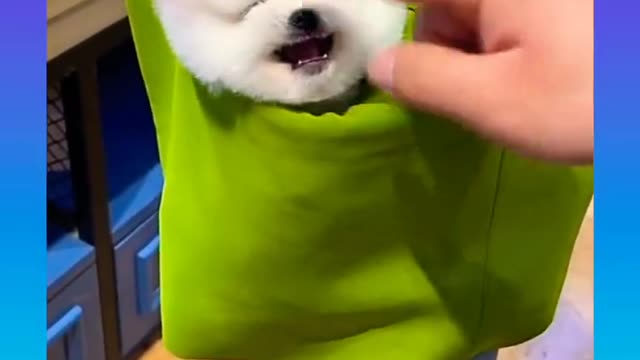 Funny cute puppy